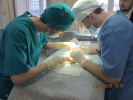 2015 год.олимпиада по хирургии.Антипов Александр и Кондратьев Денис накладывают шов на сухожилие