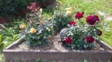 Ёжик среди роз на даче у Николаевой Надежды Ивановны. Розы посажены сыном Ильёй, умершим 14.10.2021 года. А розы продолжают цвести