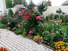 Красота в саду профессора Я.М. Абдушаевой
