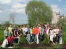 Новая традиция. Выпускники 2010 года посадили первые деревья.Стройные туи заняли свое место на зеленой лужайке со стороны ул. Державина. 