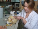 Дни науки 2012. Изготовление модели черепа с топографией тройничного нерва.