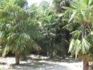 пальмы Никитского сада